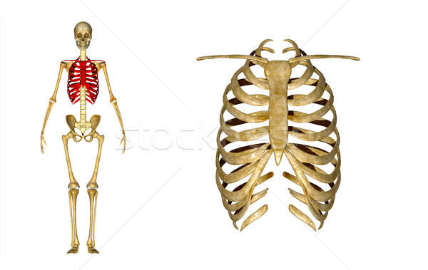 Rippen wirbeltiere Anatomie lange Knochen Form Stock foto © 7activestudio
