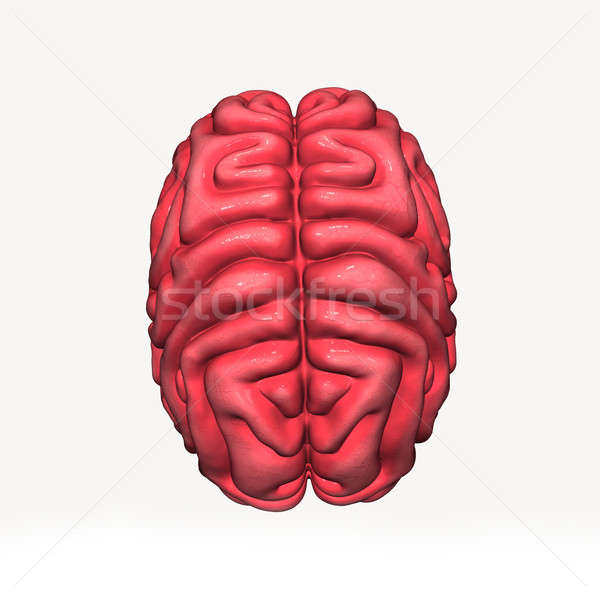 Cerebro órgano centro sistema nervioso todo vertebrado Foto stock © 7activestudio