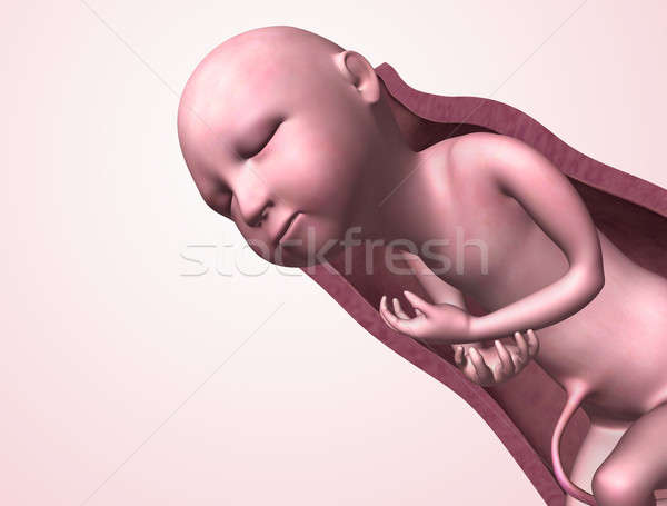 Foto stock: Bebé · útero · humanos · desarrollo · feto · feto