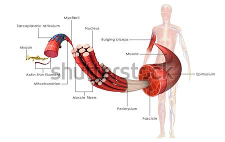 żaba anatomii różnorodny mięsożerny grupy celu Zdjęcia stock © 7activestudio