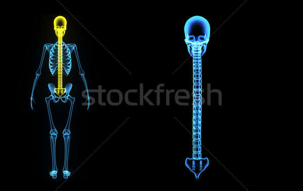 頭蓋骨 戻る 骨 人間 構造 頭 ストックフォト © 7activestudio