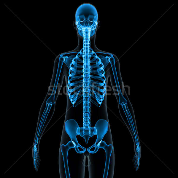 Menschlichen Skelett internen Rahmen Körper Knochen Stock foto © 7activestudio
