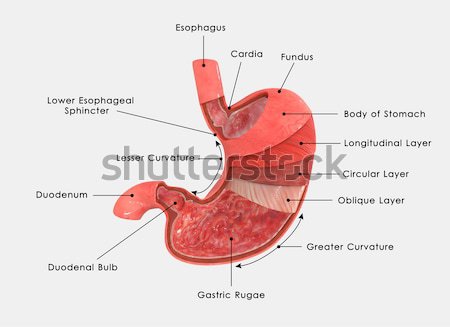 Uman inimă muscular organ alte animale Imagine de stoc © 7activestudio