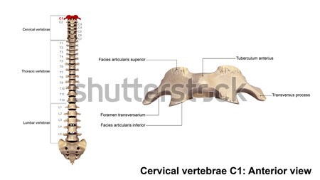 Grande colon intestino último sistema digestivo vertebrados Foto stock © 7activestudio