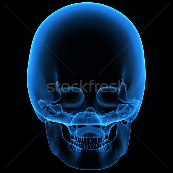 Uman craniu structura cap schelet faţă Imagine de stoc © 7activestudio