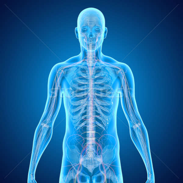 Skelett menschlichen internen Rahmen Körper Knochen Stock foto © 7activestudio