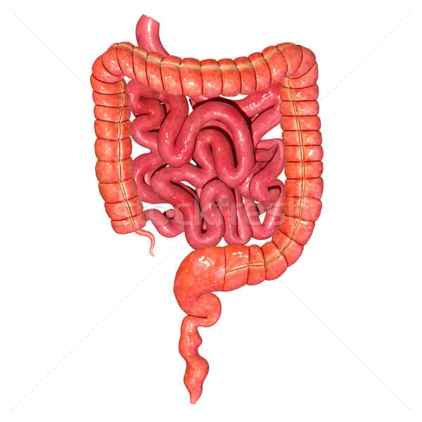 Pequeno grande cólon intestino último sistema digestivo Foto stock © 7activestudio