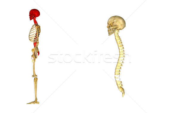 Crâne Retour osseuse humaine structure tête Photo stock © 7activestudio