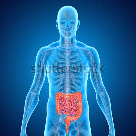 Human Organs Stock photo © 7activestudio