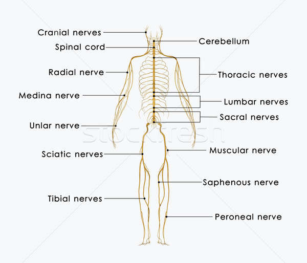 Nervi nerv lung subtire sistem nervos Imagine de stoc © 7activestudio