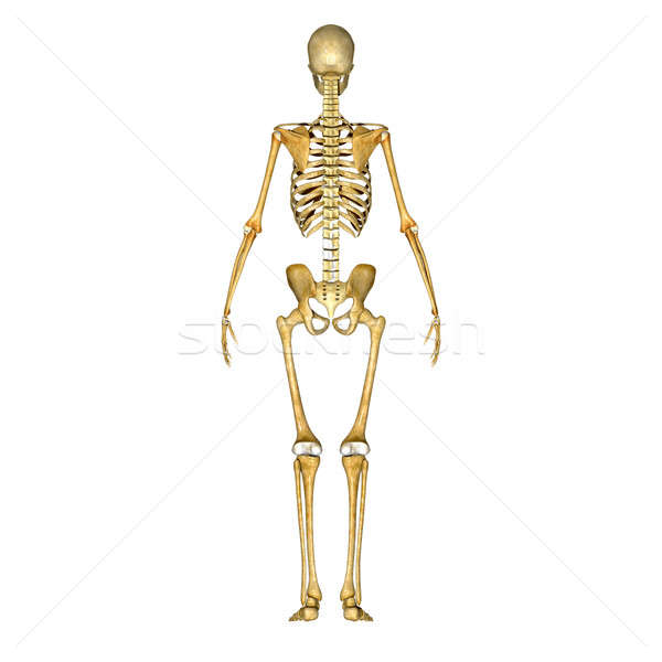 Umani scheletro interno corpo ossa Foto d'archivio © 7activestudio
