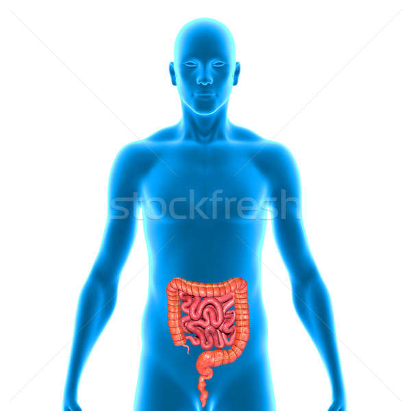 Mic mare colon intestine trecut sistemul digestiv Imagine de stoc © 7activestudio