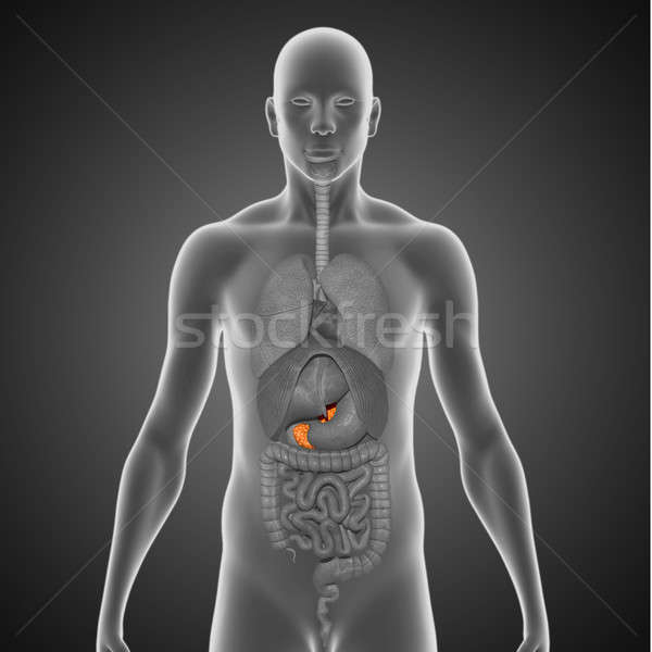 Organ sistemul digestiv vertebrate abdominal cavitate in spatele Imagine de stoc © 7activestudio