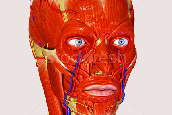 Facial muscles Stock photo © 7activestudio