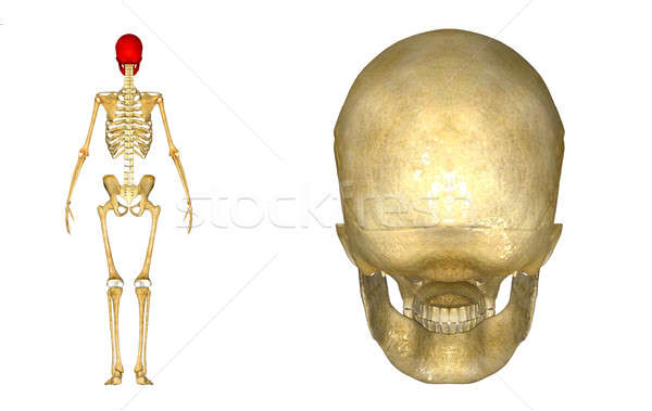 Uman craniu structura cap schelet faţă Imagine de stoc © 7activestudio