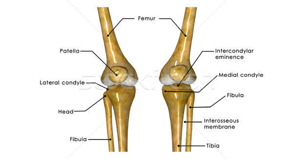Genunchi comun coapsa picior doua una Imagine de stoc © 7activestudio