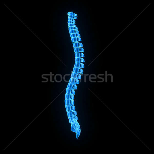 Coloană sira spinarii sira spinarii structura vertebrate individual Imagine de stoc © 7activestudio