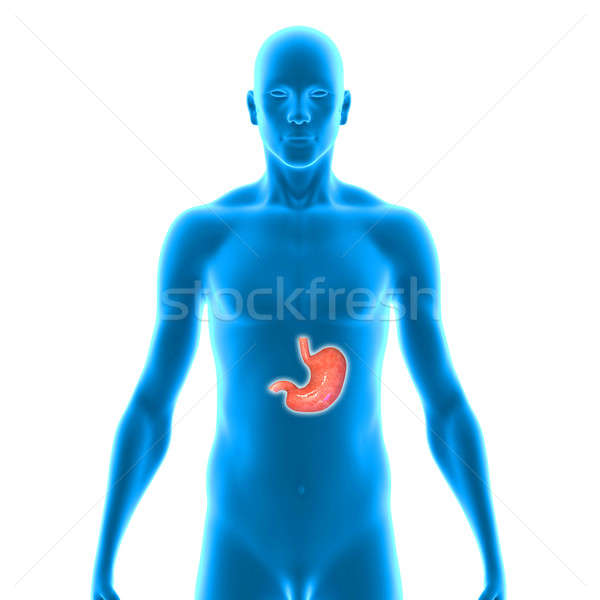 Stomac muscular gol sistemul digestiv important organ Imagine de stoc © 7activestudio