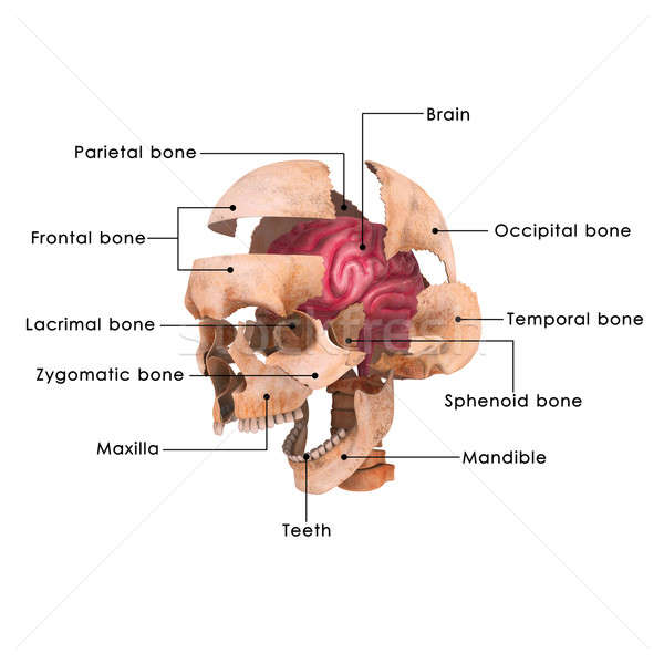 Cerveau orgue centre système nerveux tous vertébrés [[stock_photo]] © 7activestudio