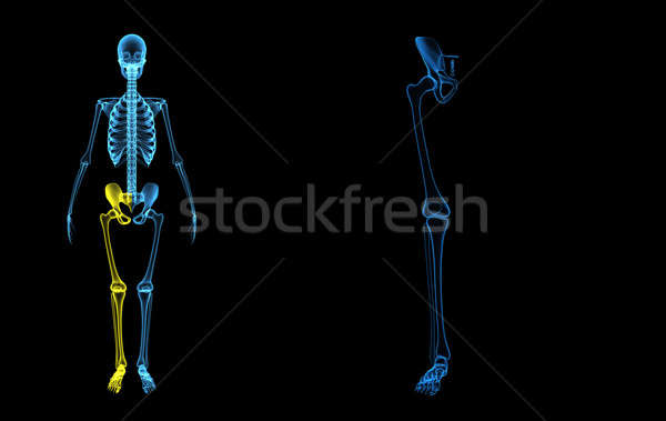 Skeleton legs Stock photo © 7activestudio