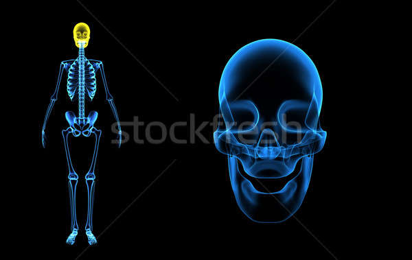Human Skull Stock photo © 7activestudio