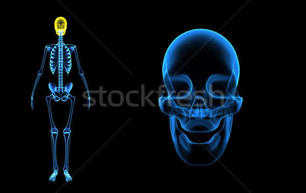 Stock fotó: Emberi · koponya · struktúra · fej · csontváz · arc