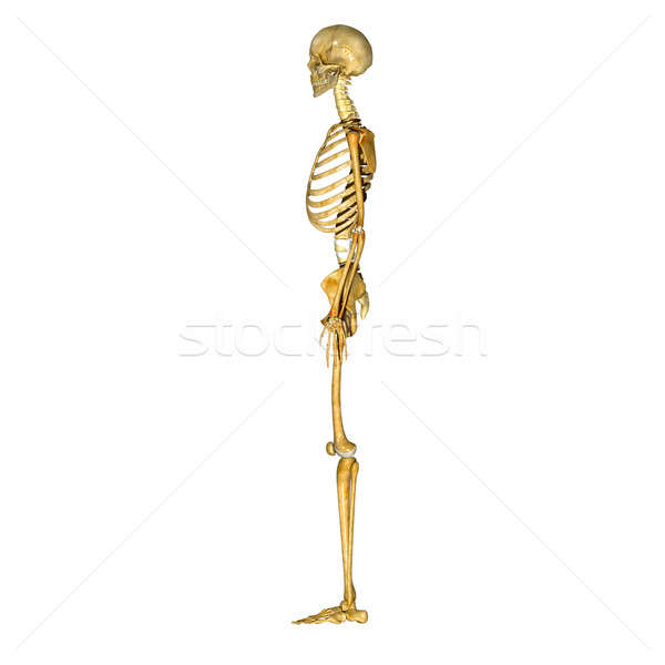 Menselijke skelet intern lichaam botten Stockfoto © 7activestudio