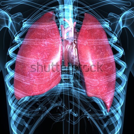 Pulmón esencial órgano muchos animales poco Foto stock © 7activestudio