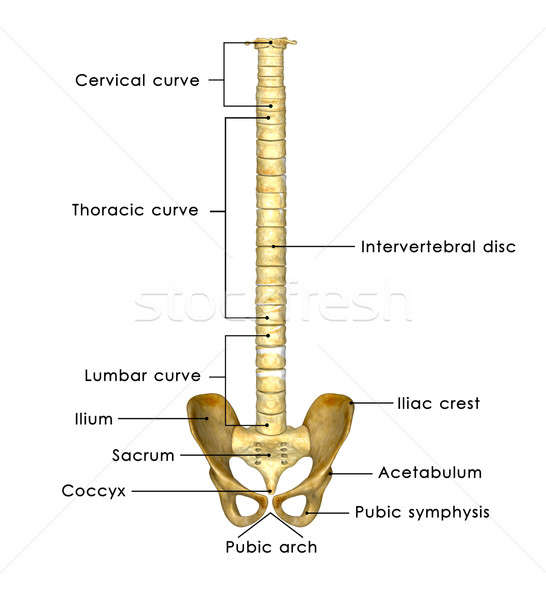 Pelvic hip with back bone labelles Stock photo © 7activestudio