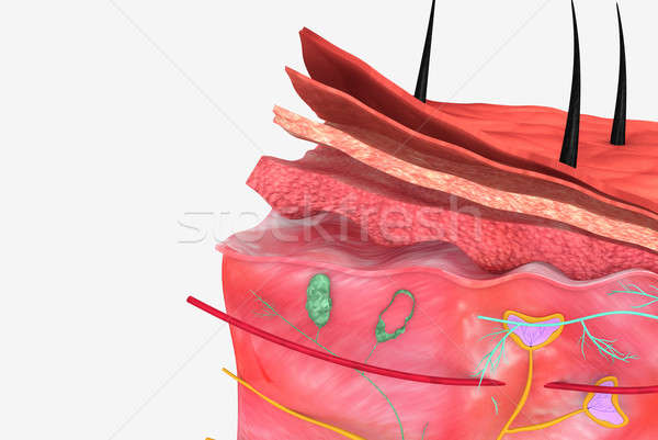Uman piele corp organ Imagine de stoc © 7activestudio