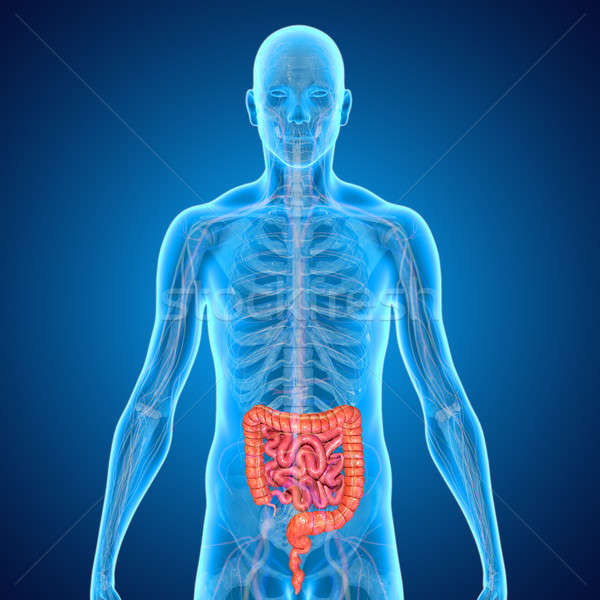 Mic mare colon intestine trecut sistemul digestiv Imagine de stoc © 7activestudio