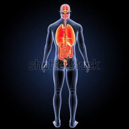 Humaine corps structure tête cou [[stock_photo]] © 7activestudio