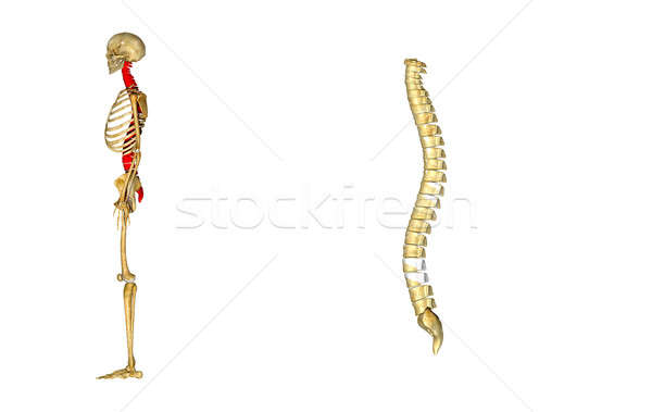 Colonna colonna vertebrale colonna vertebrale struttura vertebrati individuale Foto d'archivio © 7activestudio