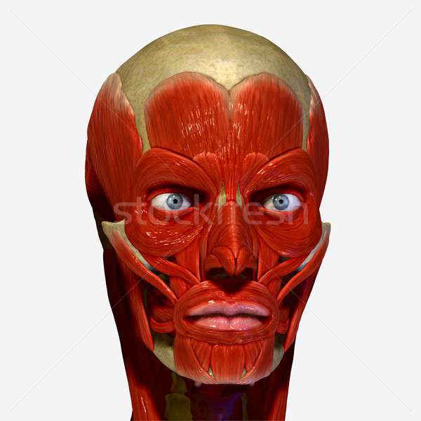 Facial muscles Stock photo © 7activestudio