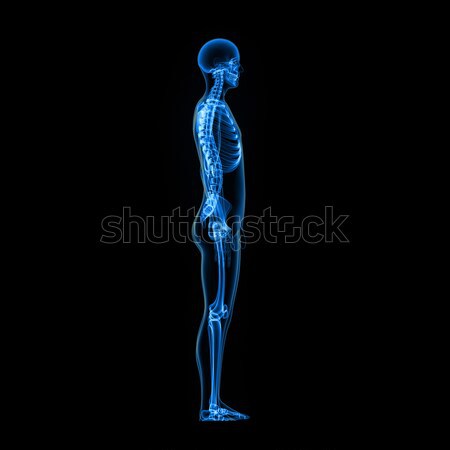 Szkielet ludzi wewnętrzny struktura ciało kości Zdjęcia stock © 7activestudio