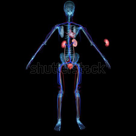 Skeleton Stock photo © 7activestudio