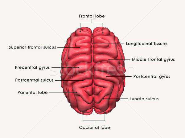 Cérebro órgão centro sistema nervoso vertebrado Foto stock © 7activestudio