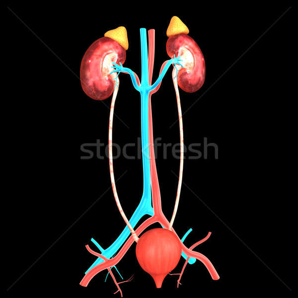 Kidneys Stock photo © 7activestudio