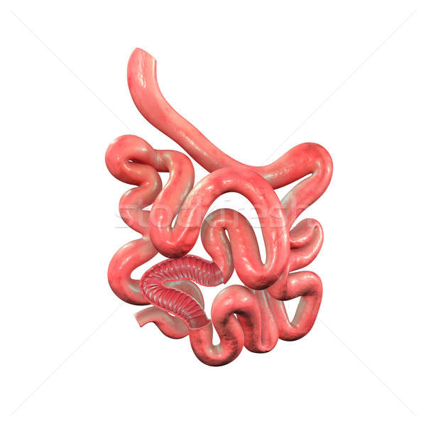 Mic intestine stomac mare digestie alimente Imagine de stoc © 7activestudio