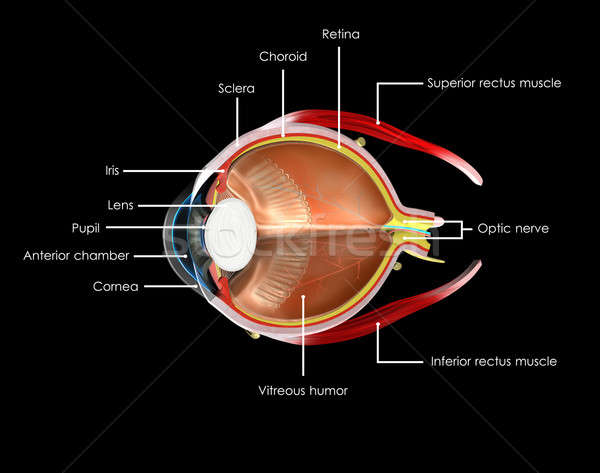 Human Eye anatomy labelled Stock photo © 7activestudio