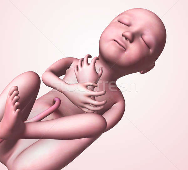 [[stock_photo]]: Bébé · utérus · humaine · développement · foetus · foetus