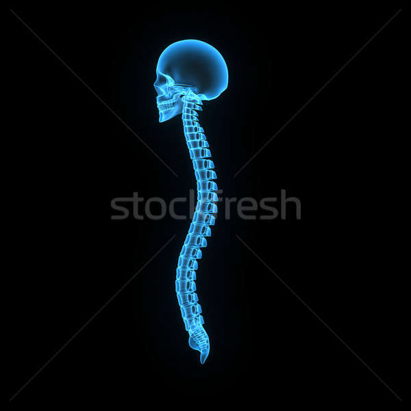 Craniu înapoi os uman structura cap Imagine de stoc © 7activestudio