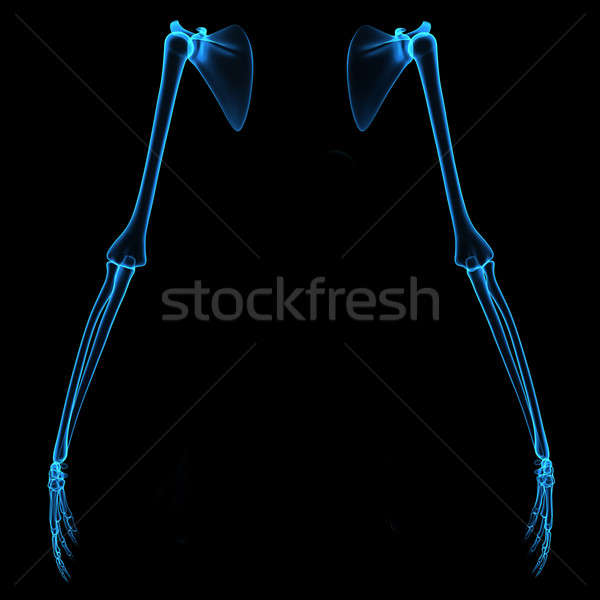 Skeleton hand Stock photo © 7activestudio