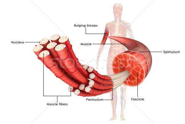 Muscular anatomie moale animale proteina Imagine de stoc © 7activestudio