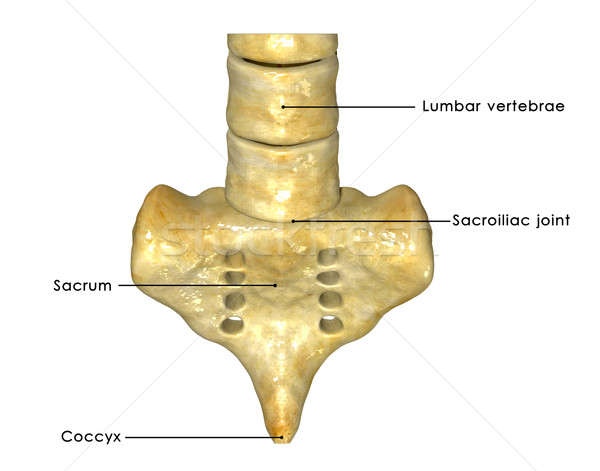 Anatomie mare os sira spinarii înapoi cavitate Imagine de stoc © 7activestudio