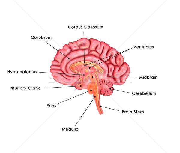 Gehirn Orgel Zentrum Nervensystem alle wirbeltiere Stock foto © 7activestudio