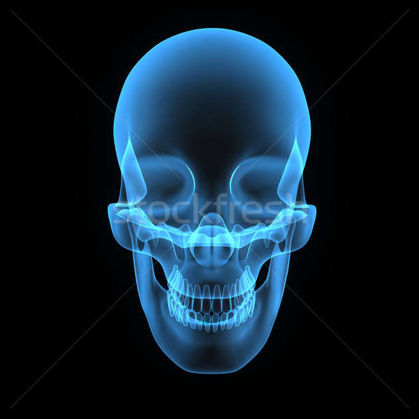 Menschlichen Schädel Struktur Kopf Skelett Gesicht Stock foto © 7activestudio