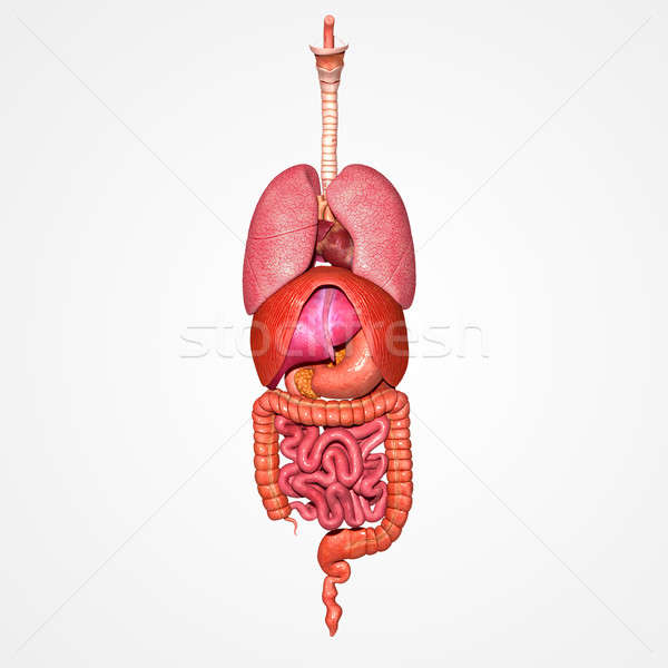 Umani organi corpo struttura testa collo Foto d'archivio © 7activestudio