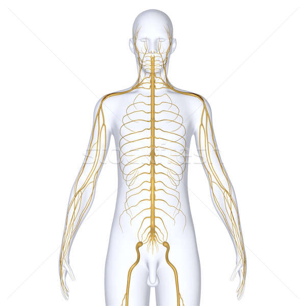 Foto stock: Sistema · nervioso · animales · cuerpo · diferente · nervioso