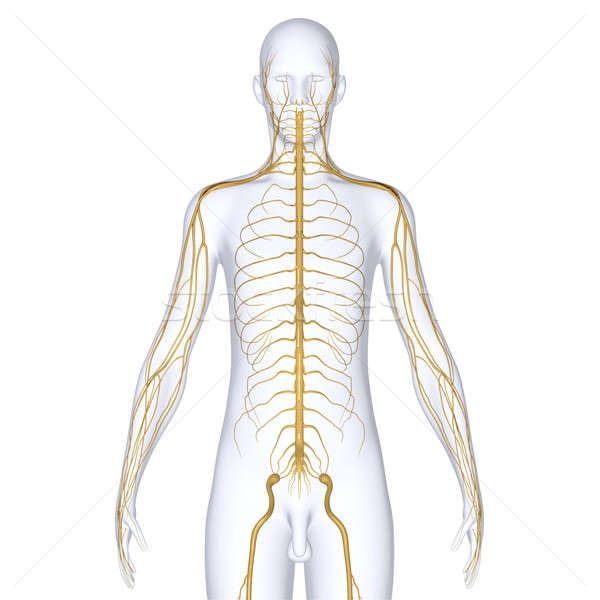 nervous system Stock photo © 7activestudio